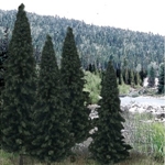 Woodland Scenics TR15886 Evergreen Blend